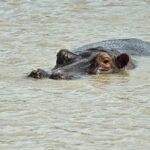 New discovery changes everything scientists thought they knew about hippos