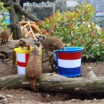 ‘Mystic meerkats’ predict England victory against Netherlands in Euro 2024 semi