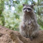 Raccoon scoffs homeowner’s snacks and is too fat to get away