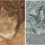 Matching Dinosaur Footprints Discovered On Both Sides Of Atlantic