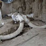 15,000-Year-Old Woolly Mammoth Traps Discovered In Mexico