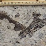 Millions Of Prehistoric Fossils Found Beneath L.A. High School