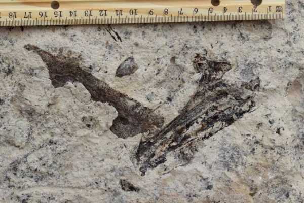 Millions Of Prehistoric Fossils Found Beneath L.A. High School