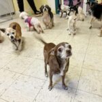 Senior dogs with separation anxiety thrive thanks to unusual companion