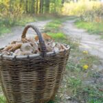 Brit looking for mushrooms in woods makes ‘terrifying’ discovery