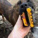 Stray dog melts hearts with cute reaction to man who feeds her daily