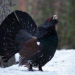 Man spends 7 days looking for UK’s rarest animal – then it chases him