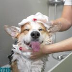 Vet issues urgent warning to dog owners who wash pets weekly