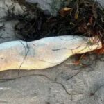 Terrifying Loch Ness Monster-like sea creature found on beach