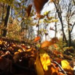 Man’s ‘creepy’ finding after discovering staircase in middle of forest