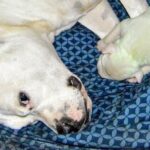 Dog gives birth to adorable green puppy – and gets a very fitting name