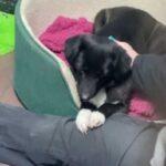 Dog refuses to let go of volunteer’s leg after being given up