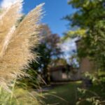 People left red-faced after realising why people have pampas grass in garden