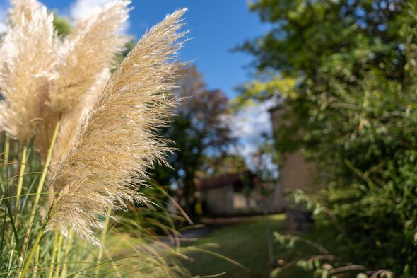 People left red-faced after realising why people have pampas grass in garden