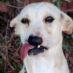 Meet disfigured dog ‘so ugly’ nobody wants to rehome her