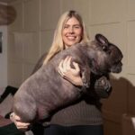 My French bulldog is so big people think he’s crossed – but he’s just