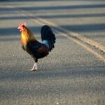 People only realising real meaning behind ‘chicken crossed road’ joke