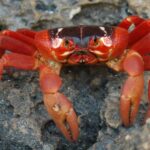 Crabs continue to evolve, moving from the sea to land and back again.