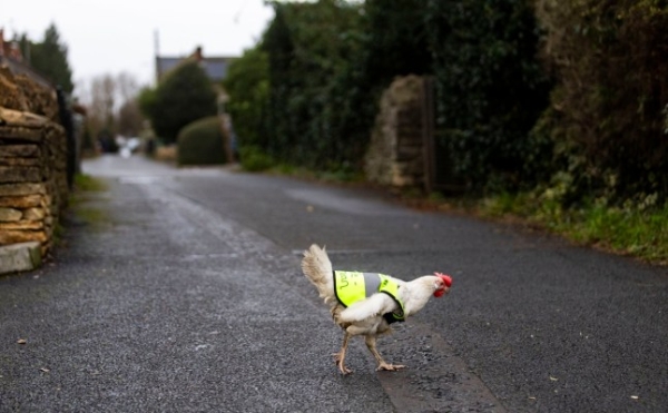 Rescue chicken, Billie Jean, roams the roads in Cam near Dursley, Gloucestershire, while wearing her high vis jacket, December 18 2024. A chicken that loves to wander about has been given a high vis jacket - to help it cross the road. Billie Jean, the solitary rescue chicken, roams around the roads by her home at The Railway Inn at Cam near Dursley in Gloucestershire. But landlady Sharron Brimble said their loving animal, who is well-known with the regulars, has begun to 'wonder a little bit further afield than the garden' as of late. So they decided to get a special high viz jacket - to ensure drivers are made aware of Billie Jean when she goes on her adventures. Sharron explained: "We've had a few comments on Facebook saying that they were worried about Billie Jean crossing the road.