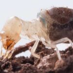 Kamikaze Termites Blow Themselves Up With 'Explosive' Backpacks – And Scientists Just Figured Out How