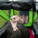 Pet turkey accompanies owner to 5km Parkrun