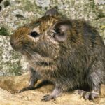 Degu: Large-sized hamsters whose society is ruled by urine