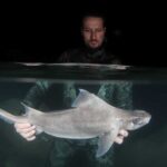 Incredibly Rare Ghost Great White Shark Spotted Off Albania