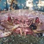 More than 10 billion snow crabs have starved to death off the coast of Alaska. But why?