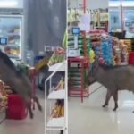 Wild boar wreaks havoc after sneaking into supermarket