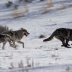 20-year study finds that bringing wolves back to Yellowstone has helped the entire ecosystem thrive