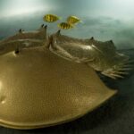 'Mesmerisingly beautiful' image of golden horseshoe crab wins wildlife photography competition