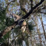 Giant Florida panther captured by wildlife officials is the heaviest ever recorded