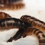 Plastic-eating mealworms found living in Africa