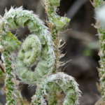 Scientists have discovered that ferns can evolve 'in reverse'