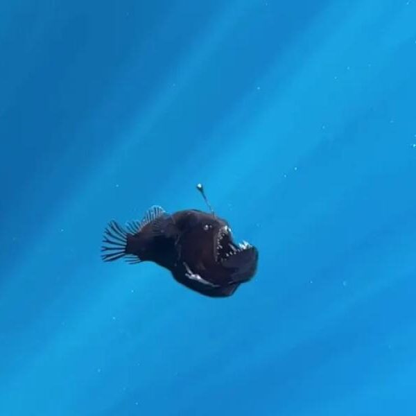 Spanish marine expert claims viral anglerfish died shortly after being spotted