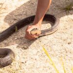 Snake handler stunned by discovery when called into work