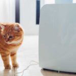 Do dehumidifiers help with allergies?