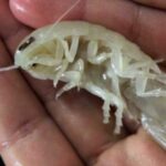 'You can see its insides and everything': Strange transparent crustacean with giant eyes discovered off the coast of the Bahamas