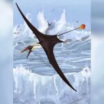 The 'Sexy' Pterosaur Tail Was Meant To Be A Flyer's Nightmare. How Did It Work?