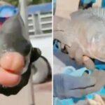 Here's Why This Fish Looks Like The Last Creature To Try Lip Filler Injections