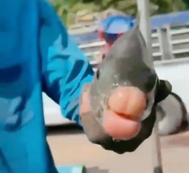 Fishermen baffled after catching fish with giant 'filler lips'