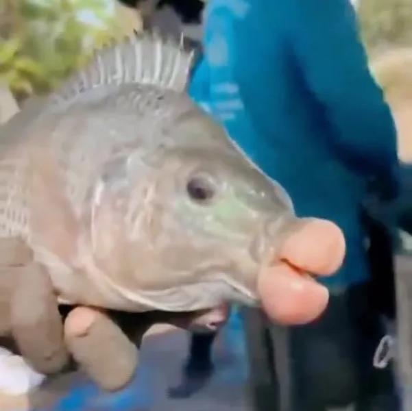 Fishermen baffled after catching fish with giant 'filler lips'