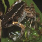 World's smallest fanged frog discovered, males 'hug' their young