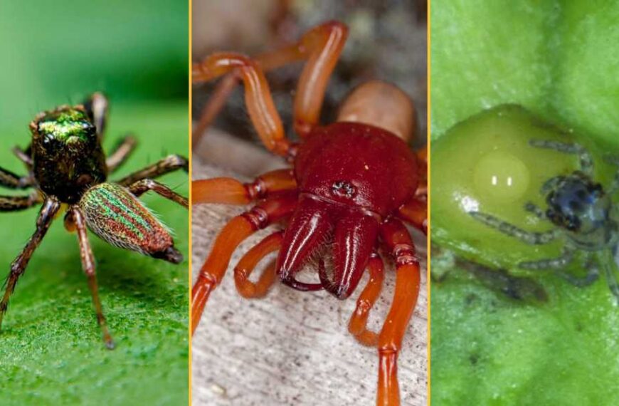 3 Remarkable Spiders: A Vegetarian, A Vampire, And A Predator That Uses 'Pincers, A Fork, And A Key'