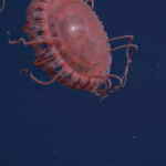 Red, Alien-Like Jellyfish With 39 Tentacles Discovered Off California Coast