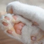 Why do cats have “beans” on their toes?