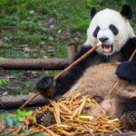 Scientists have discovered that tricky bamboo can control the genes of pandas that eat it