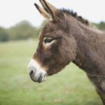 A lonely donkey who has lived alone all his life finds joy in a surprising way