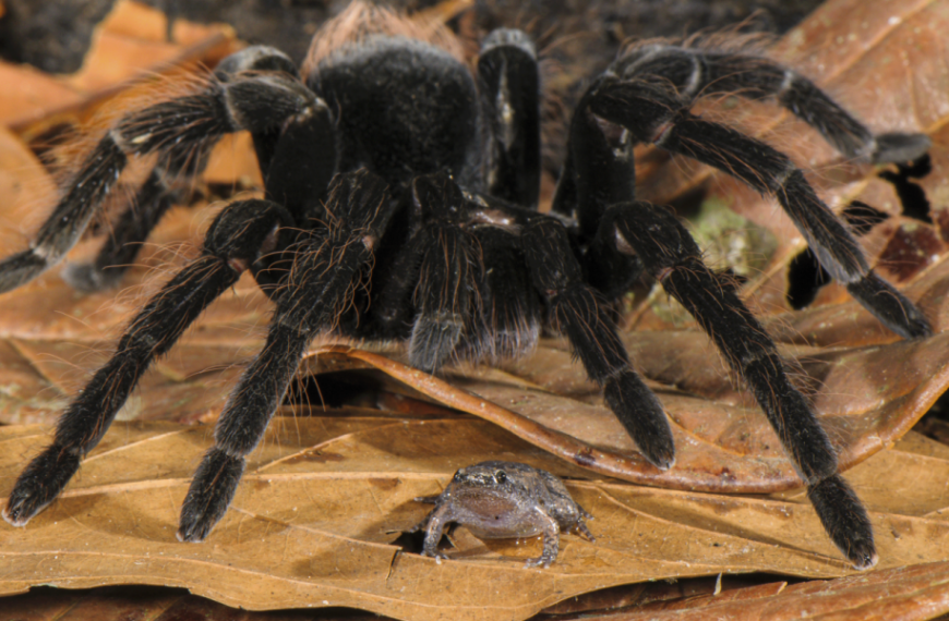 Now we know why tarantulas are hairy – to keep them from being eaten alive by tramp ants