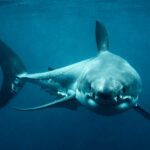 'Mega Mama' Great White Shark Killed on Drumline May Reveal Secrets of Iconic Predator